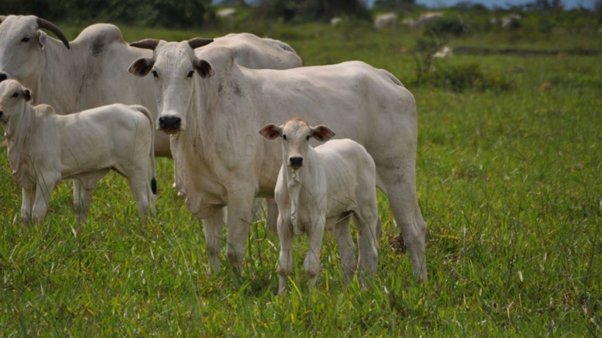 Criação de bezerros exige atenção redobrada desde o nascimento