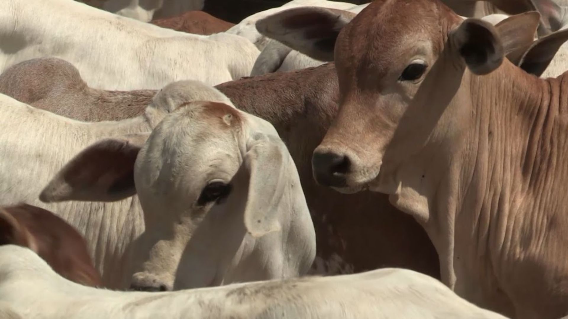 Bezerro na seca: saiba como protegê-lo e evitar perdas milionárias na fazenda