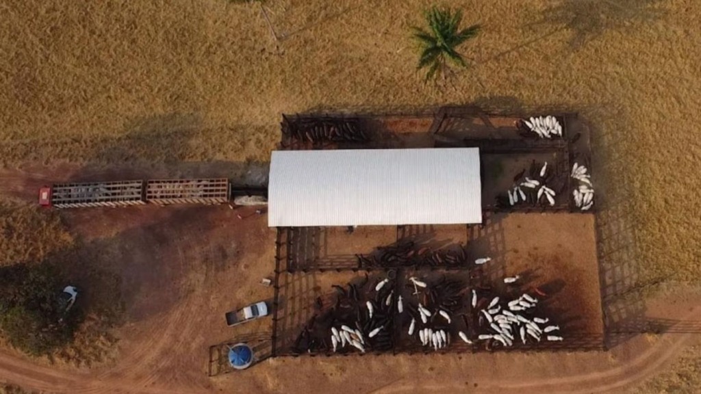 Declaração de rebanhos começa em 1º de maio e é obrigatória em Rondônia