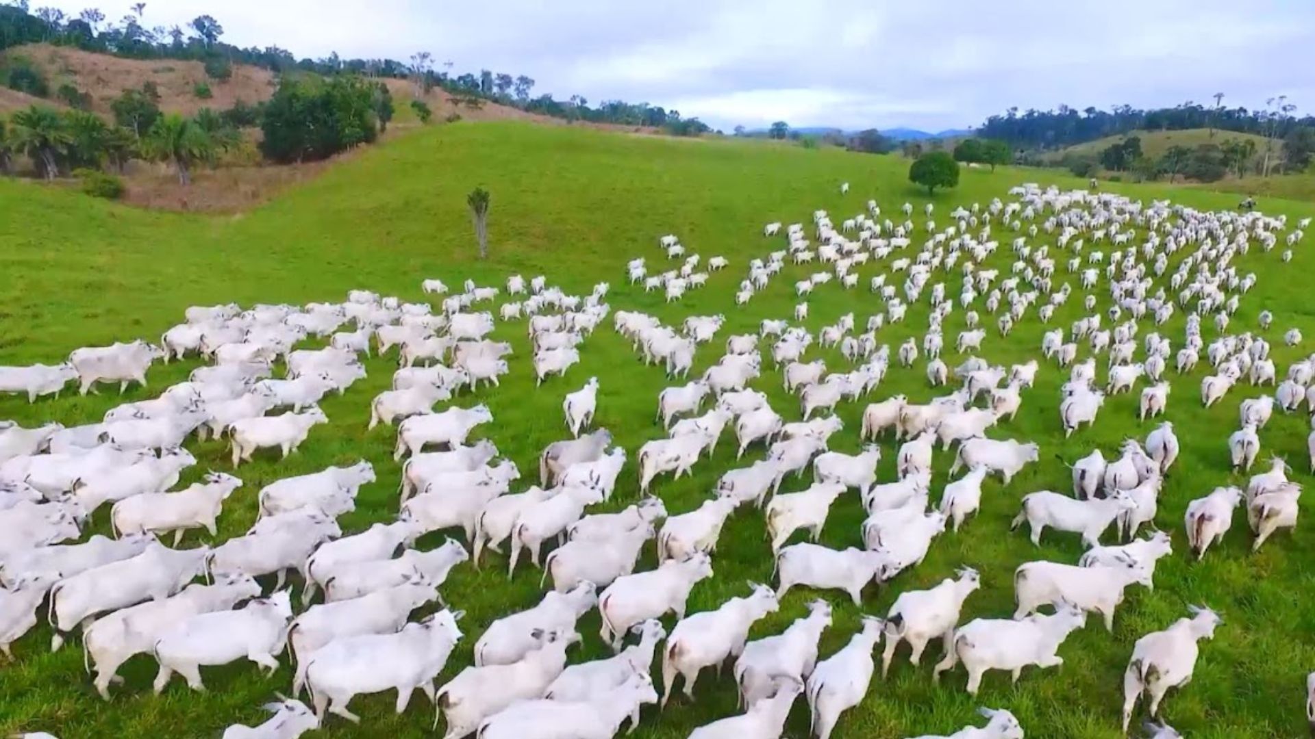UFMS desenvolve ferramenta de IA para prever fertilidade de novilhas na IATF