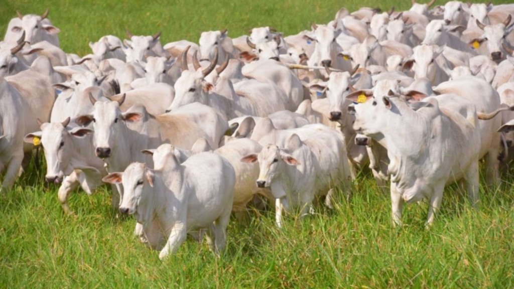 Pegada de carbono na pecuária: estudo avalia a vida reprodutiva das vacas Pegada de carbono na pecuária: estudo avalia a vida reprodutiva das vacas