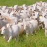 Pegada de carbono na pecuária: estudo avalia a vida reprodutiva das vacas