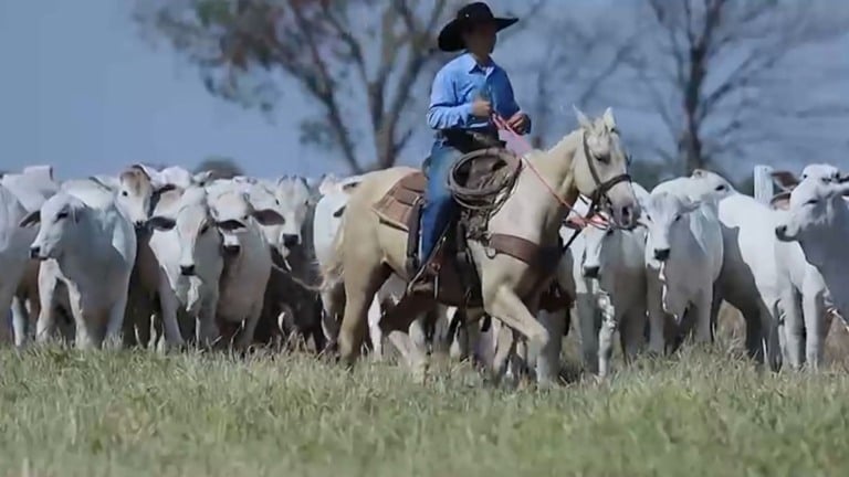 Novilhas primíparas: este é o manejo ideal para garantir alta prenhez na fazenda!