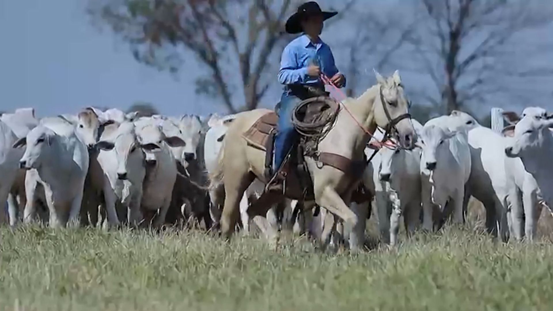 Novilhas primíparas: este é o manejo ideal para garantir alta prenhez na fazenda!