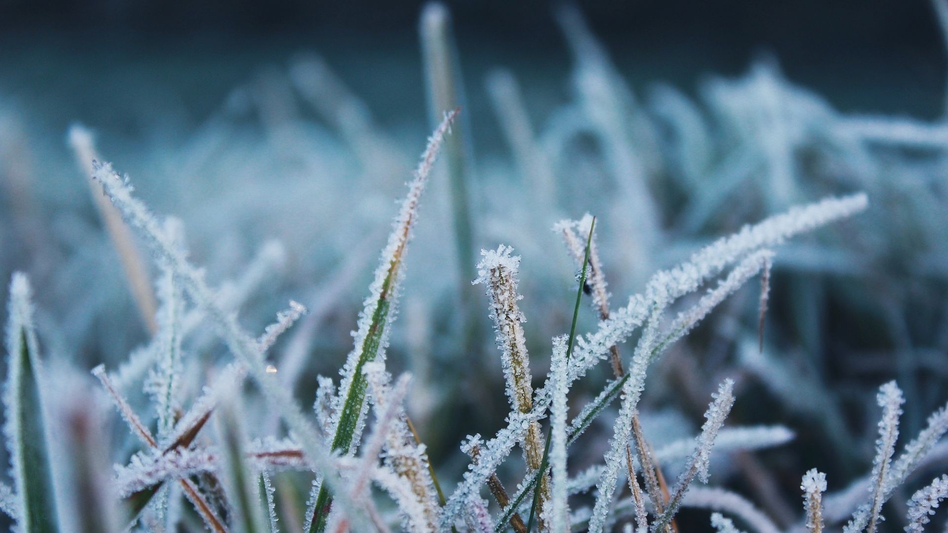 Frio intenso exige atenção redobrada ao bem-estar do rebanho. Confira a previsão