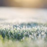 Geada em Mato Grosso do Sul: inverno castiga, mas a boiada pode ser salva!