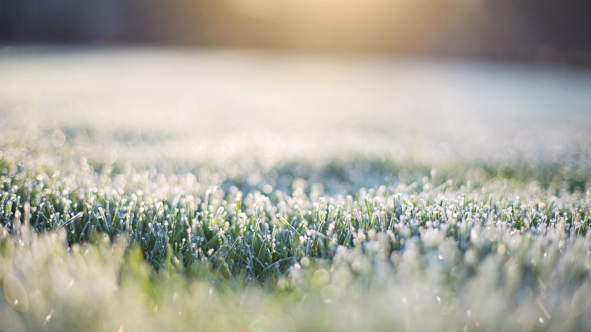 Geada em Mato Grosso do Sul: inverno castiga, mas a boiada pode ser salva!