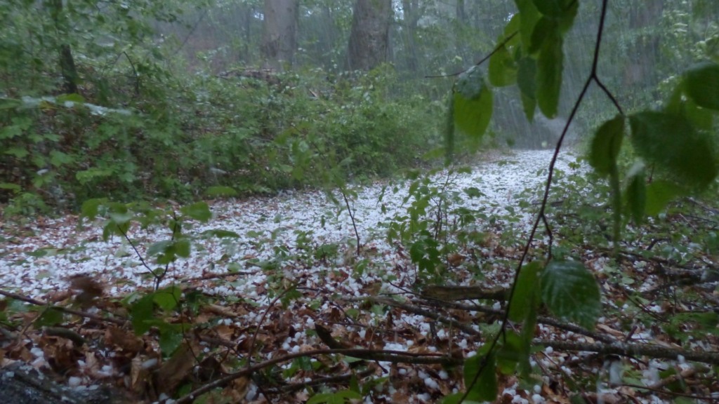 Temporais em SP e MS: alerta de granizo e vento forte para pecuaristas. Confira