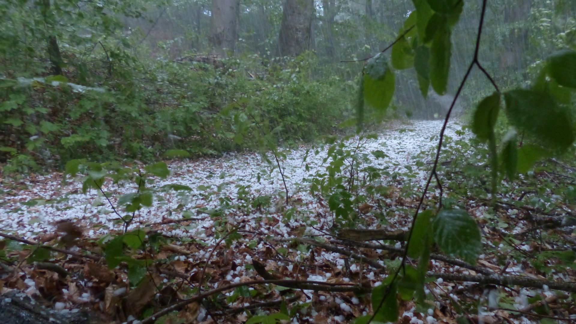 Temporais em SP e MS: alerta de granizo e vento forte para pecuaristas. Confira