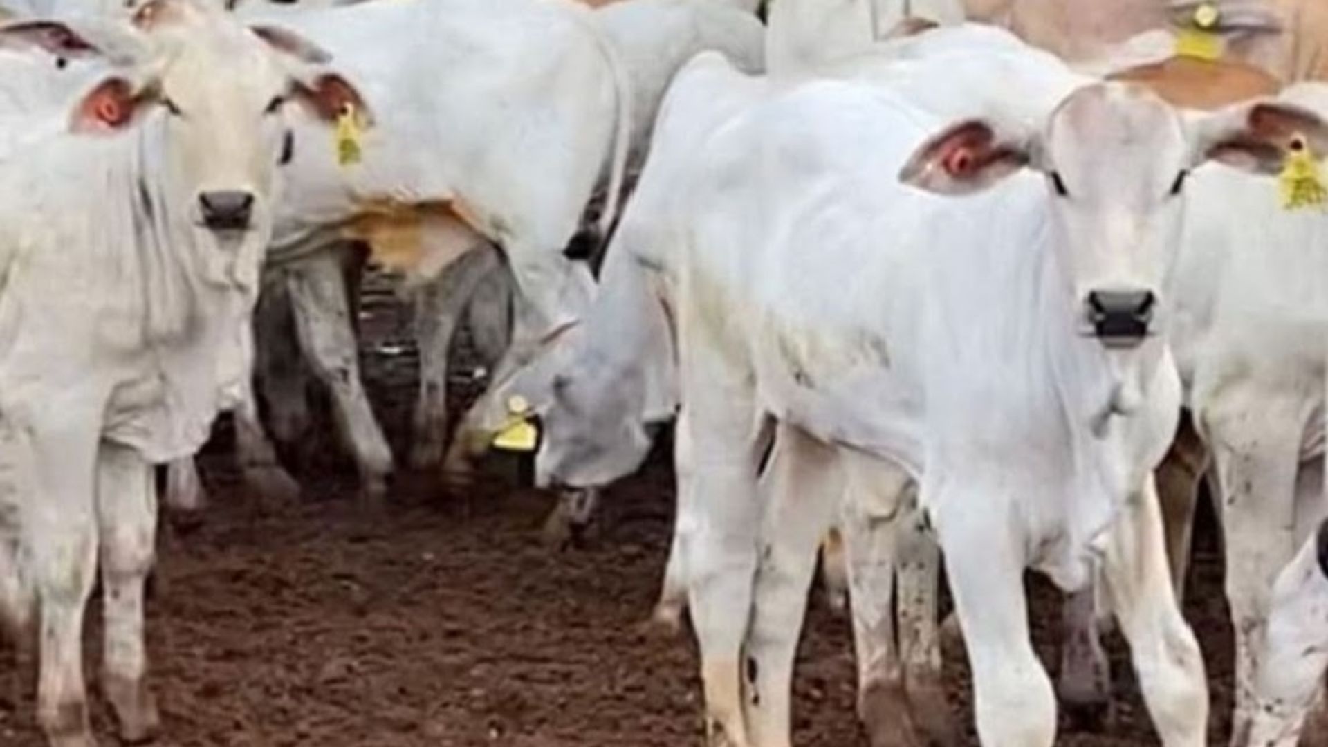JBS investe R$ 35 milhões em rastreabilidade e regularização de produtores no Pará JBS investe R$ 35 milhões em rastreabilidade e regularização de produtores no Pará
