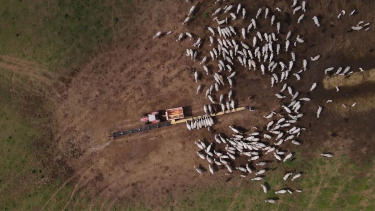 Dieta estratégica para novilhas de 300 kg: dicas para terminação a pasto