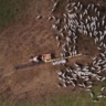 Dieta estratégica para novilhas de 300 kg: dicas para terminação a pasto