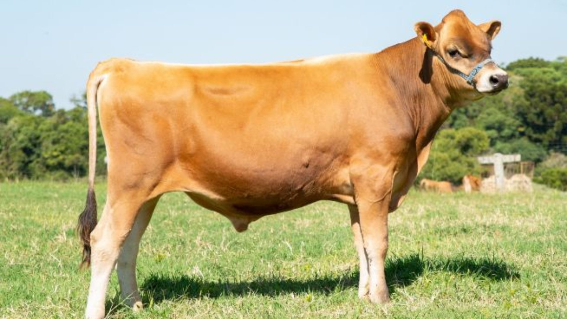 Jersey no Gir e Guzerá leiteiro: cruzamentos rendem mais leite?