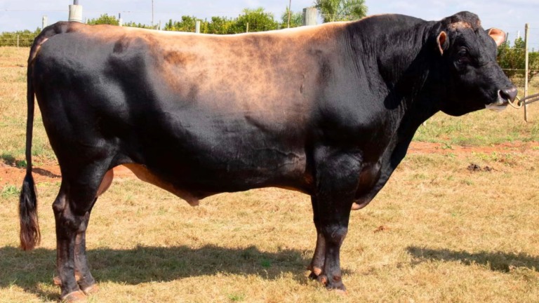 Touro Jersey em vacas cruzadas: boa escolha para leite e rusticidade?