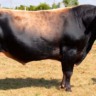 Touro Jersey em vacas cruzadas: boa escolha para leite e rusticidade?