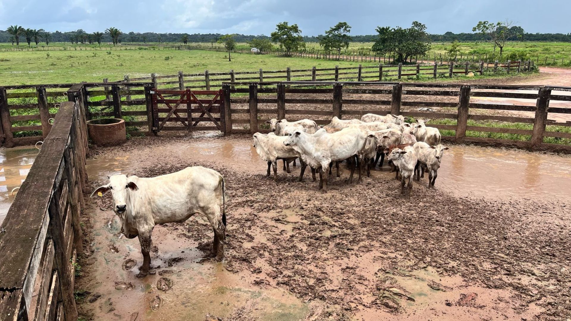 Pará livre de aftosa: pecuária avança e Estado conquista novos mercados