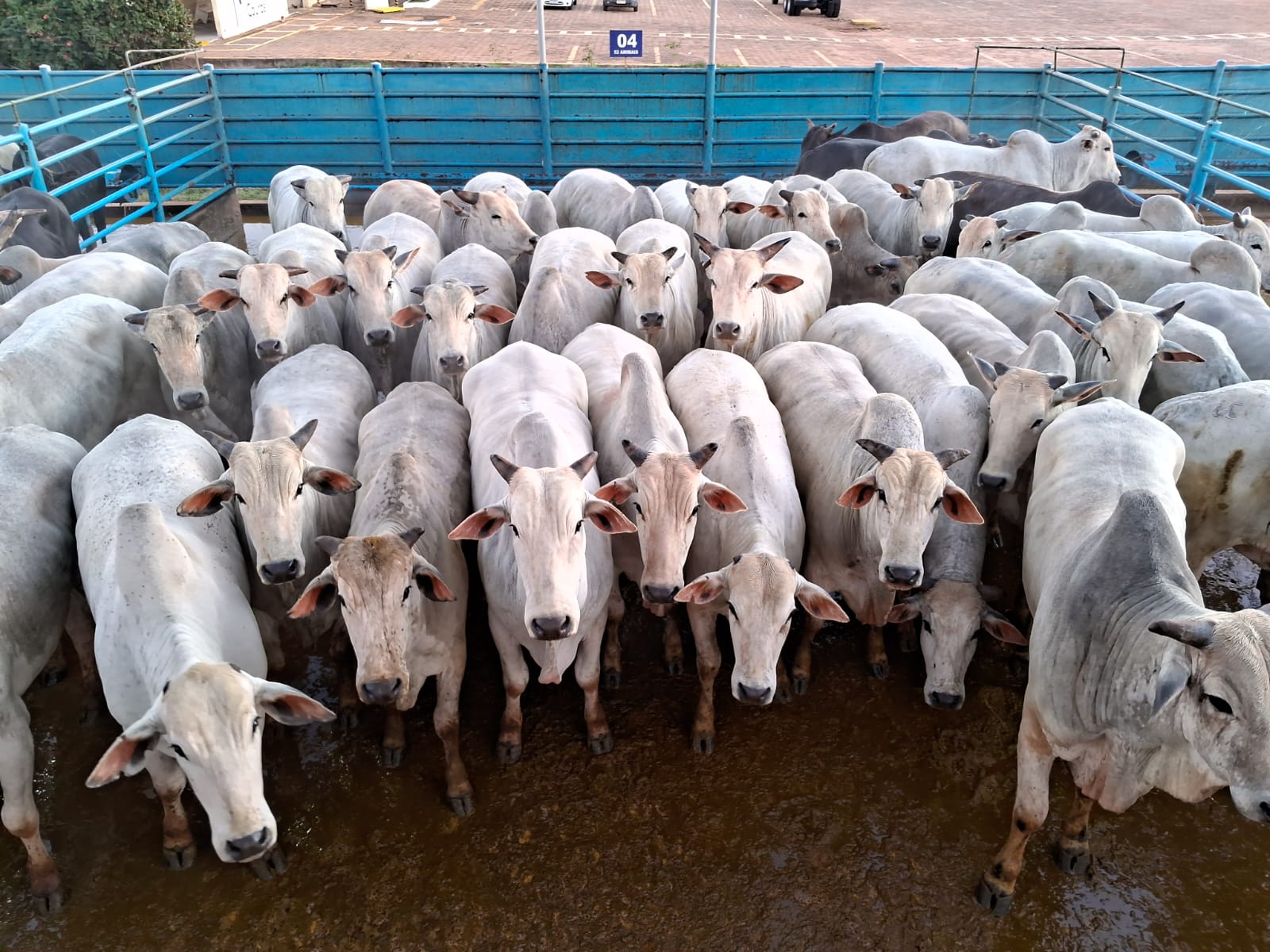Bois a pasto alcançam 25,1@ em MS e mostram força da pecuária