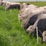 Cerca elétrica: qual a melhor escolha para sua fazenda?