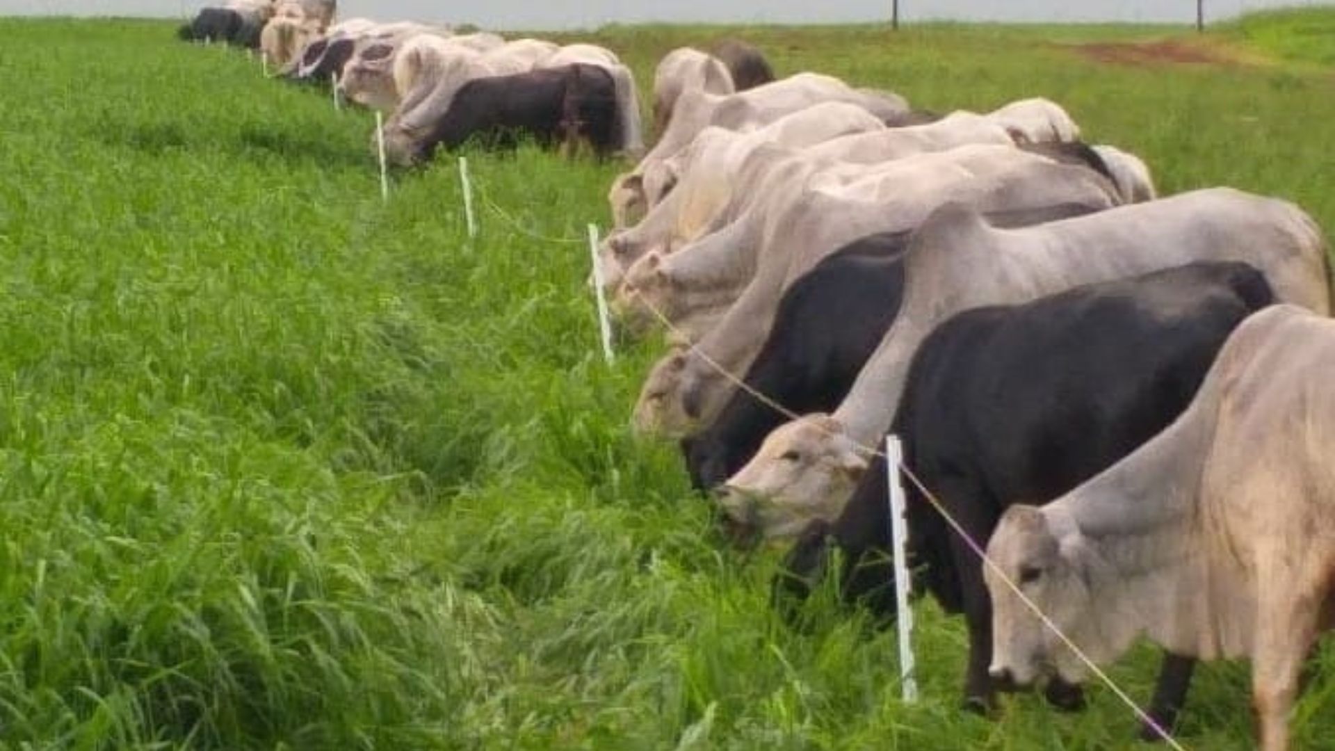 Cerca elétrica: qual a melhor escolha para sua fazenda?