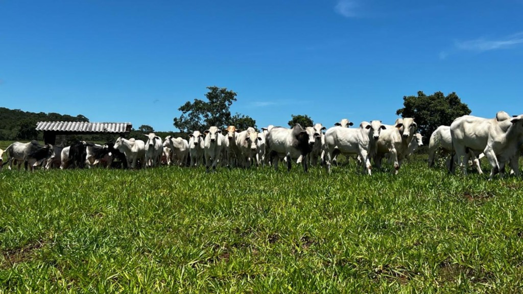 Bovinos na terminação intensiva a pasto (TIP) na fazenda Bela Vista, em Ponte Branca (MT). Foto: Divulgação