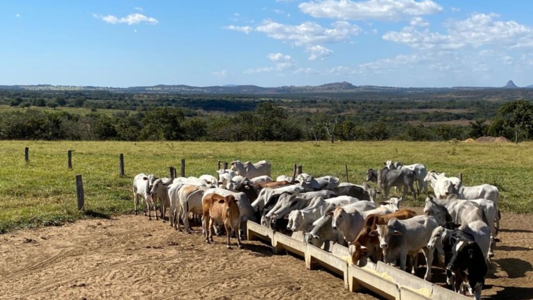Terminação intensiva a pasto: estrutura mínima e peso ideal para começar