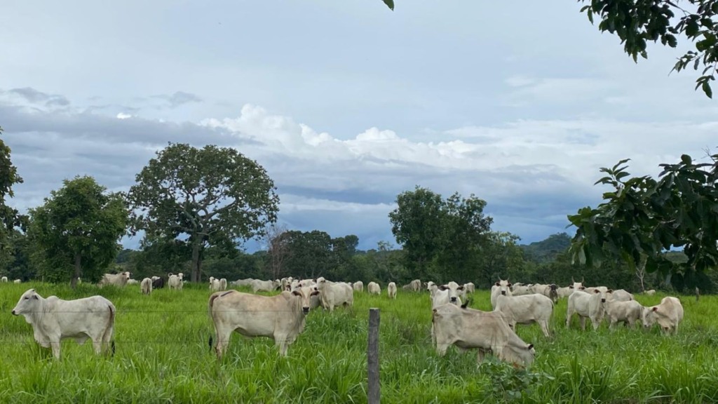 Bovinos em área de pasto na terminação intensiva a pasto (TIP). Foto: Divulgação