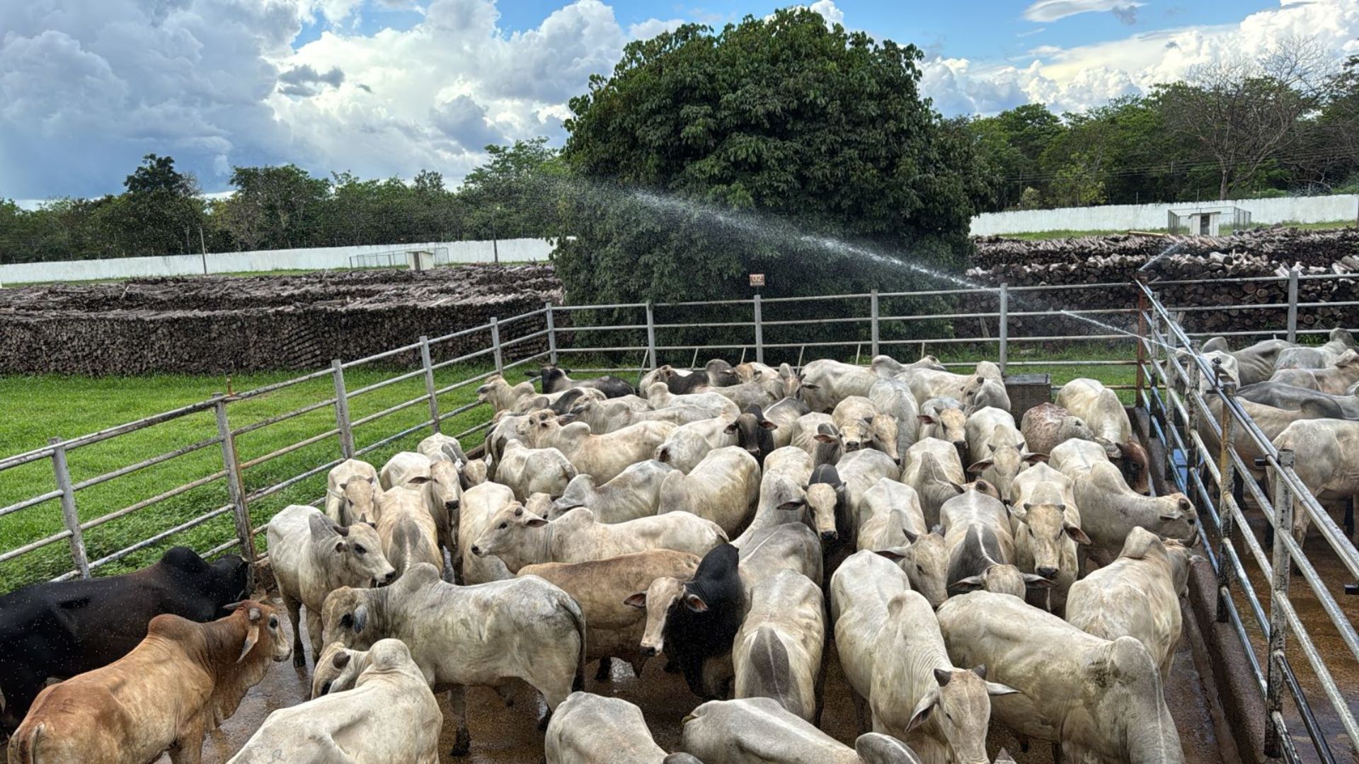 Suplementação a pasto faz boiada extra e jovem chegar a 19@ no Tocantins Suplementação a pasto faz boiada extra e jovem chegar a 19@ no Tocantins