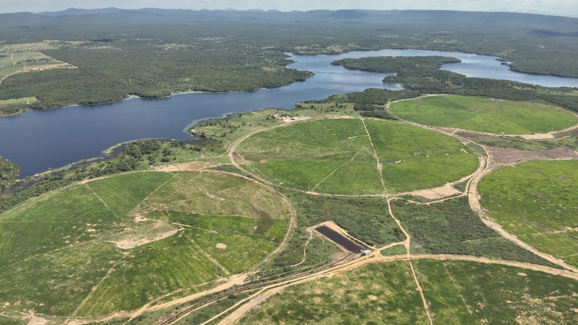 Bahia tem Angus de 16 meses com quase 20@ e fazenda que parece estar na Amazônia! Bahia tem Angus de 16 meses com quase 20@ e fazenda que parece estar na Amazônia!