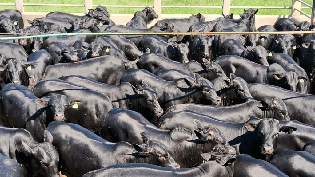 O abate foi de um lote com 86 bois confinados F1 Angus, resultado de cruzamento industrial. Foto: Divulgação
