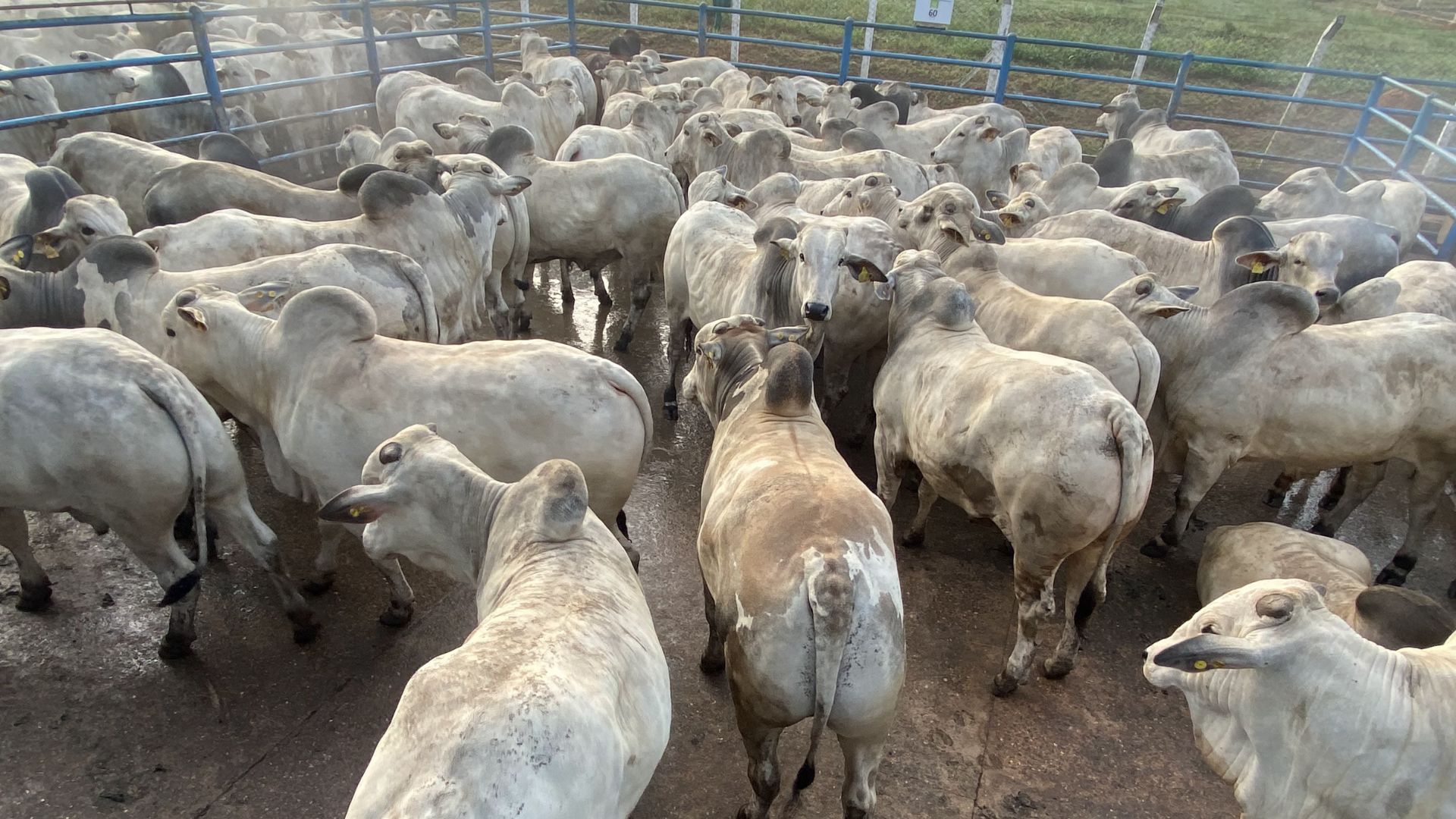 “Saíram da teta da vaca e foram para o cocho!” Bezerrões surpreendem com 21,6@