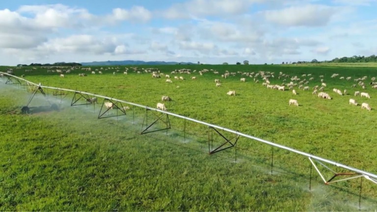 Irrigação na pecuária pode fazer pecuarista “colher” até 100 arrobas por hectare por ano Irrigação na pecuária pode fazer pecuarista “colher” até 100 arrobas por hectare por ano
