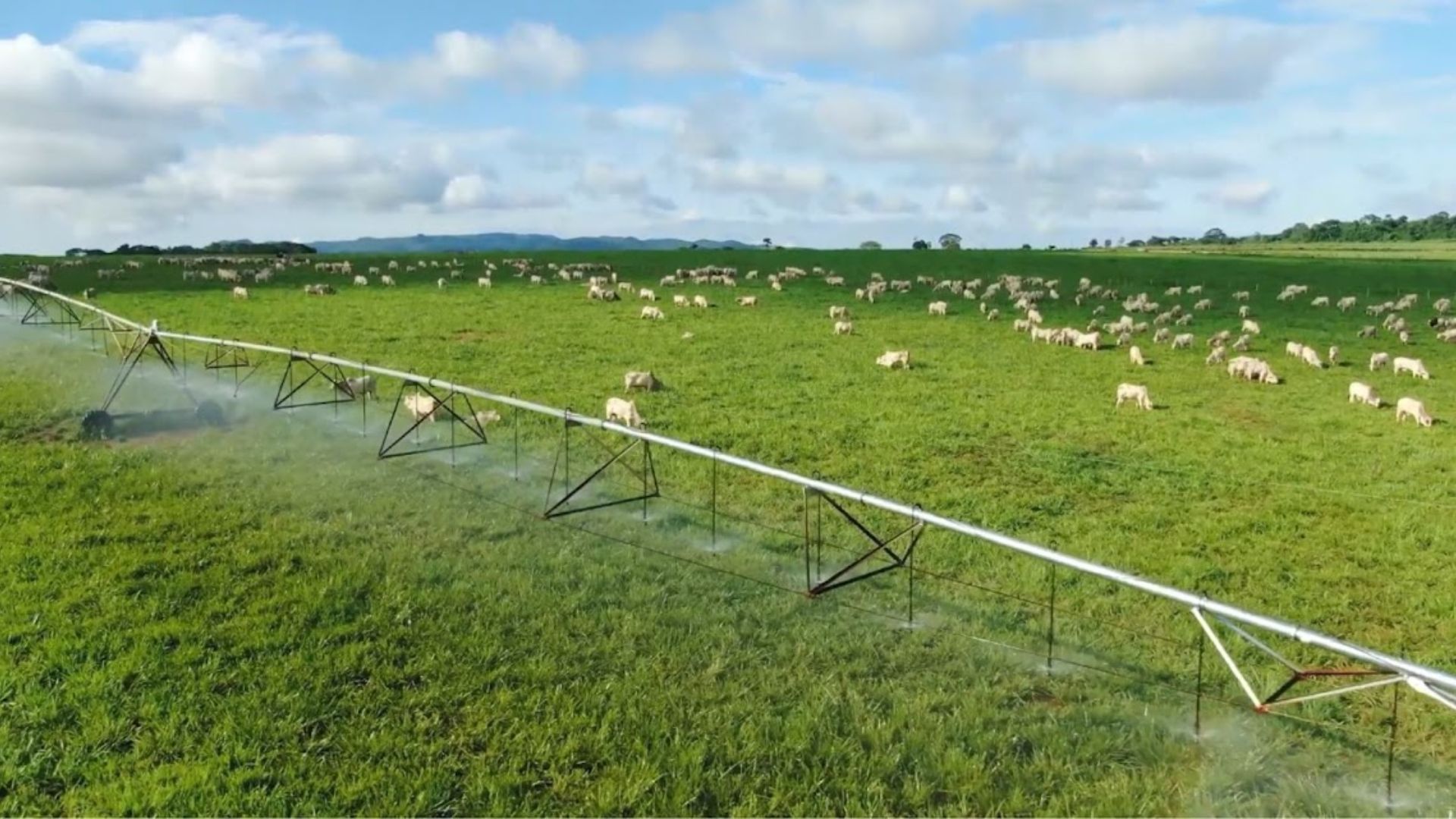 Irrigação na pecuária pode fazer pecuarista “colher” até 100 arrobas por hectare por ano