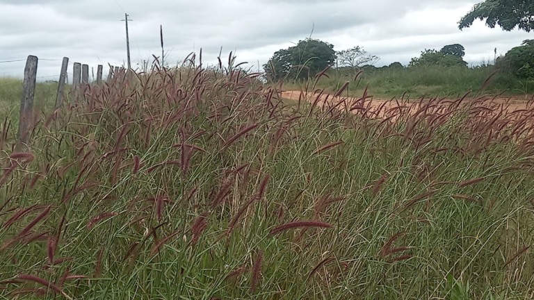 Invasora toma conta dos pastos e preocupa pecuarista: como controlar?