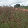Invasora toma conta dos pastos e preocupa pecuarista: como controlar?