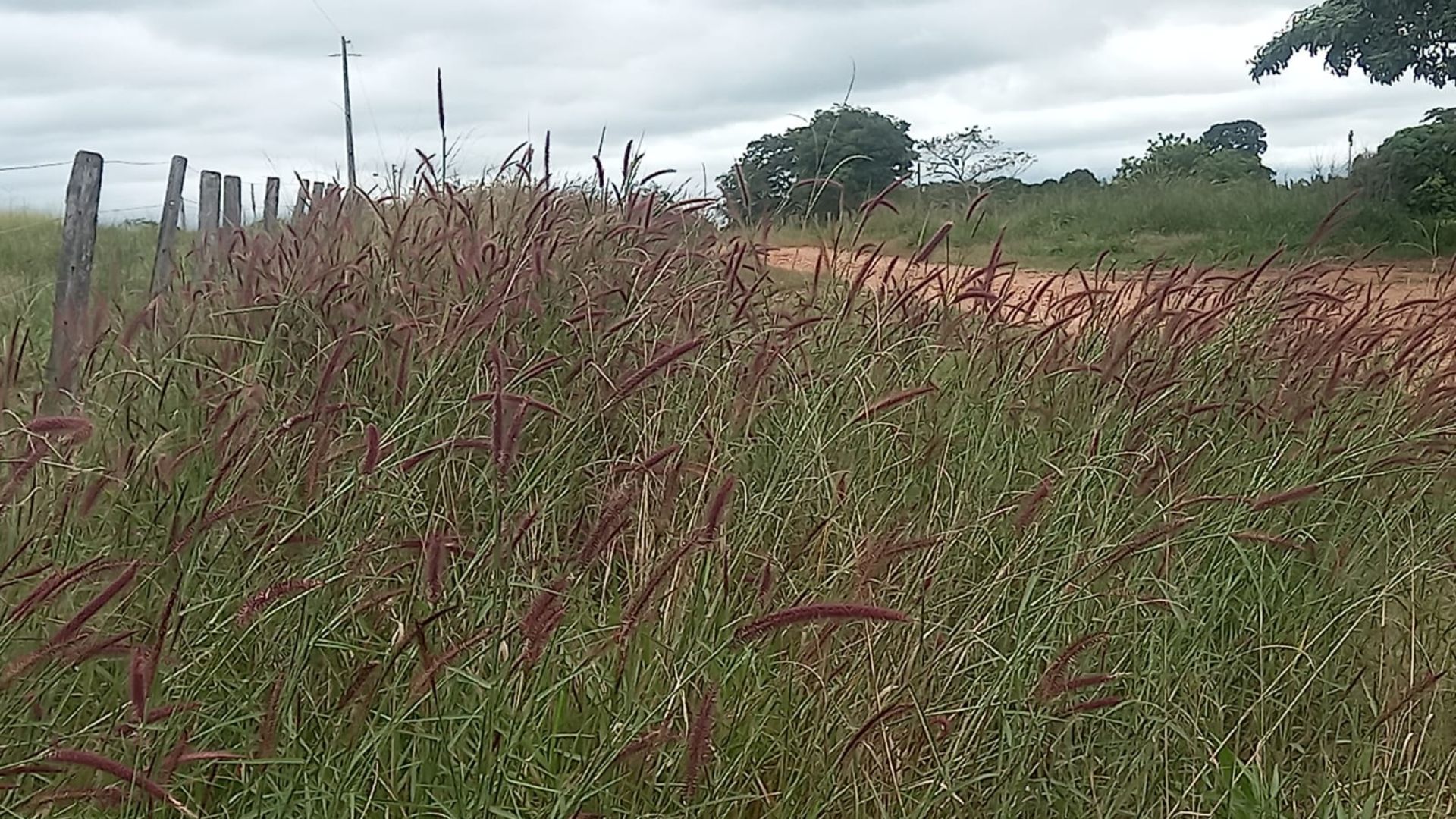 Invasora toma conta dos pastos e preocupa pecuarista: como controlar?