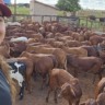 Sindi transforma fazenda de Ribeirão Preto em referência nacional na pecuária