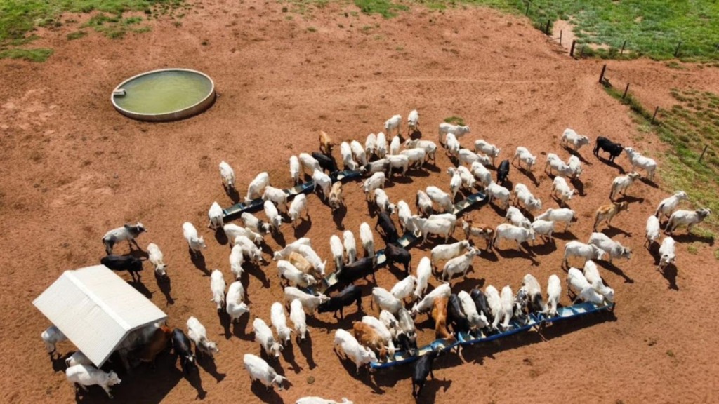 TIP: pesquisador da Embrapa explica como equilibrar uma nutrição de sucesso na fazenda TIP: pesquisador da Embrapa explica como equilibrar uma nutrição de sucesso na fazenda