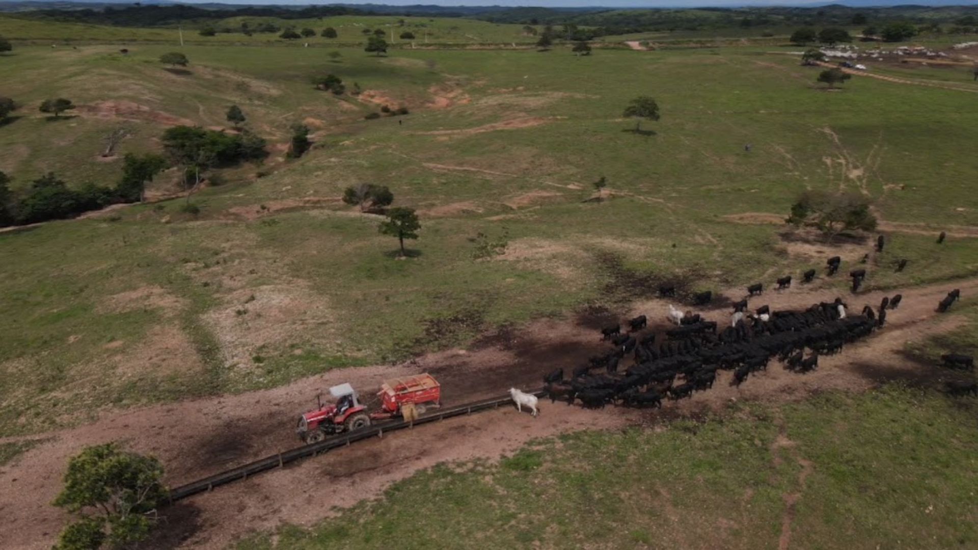 Angus: é possível engordar a raça numa terminação intensiva a pasto?