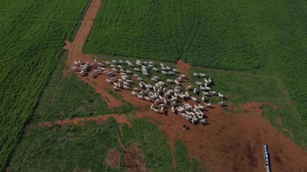 Bovinos em sistema de terminação intensiva a pasto (TIP). Foto: Reprodução