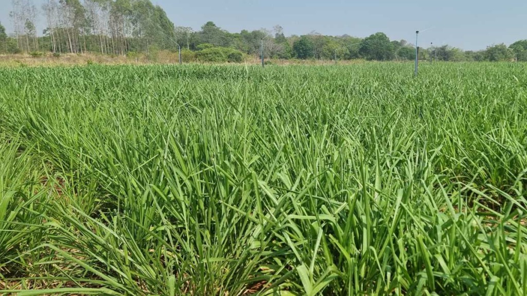 área experimental de produção intensiva a pasto conduzidos na UFNT em parceria com a Sumitomo Chemical