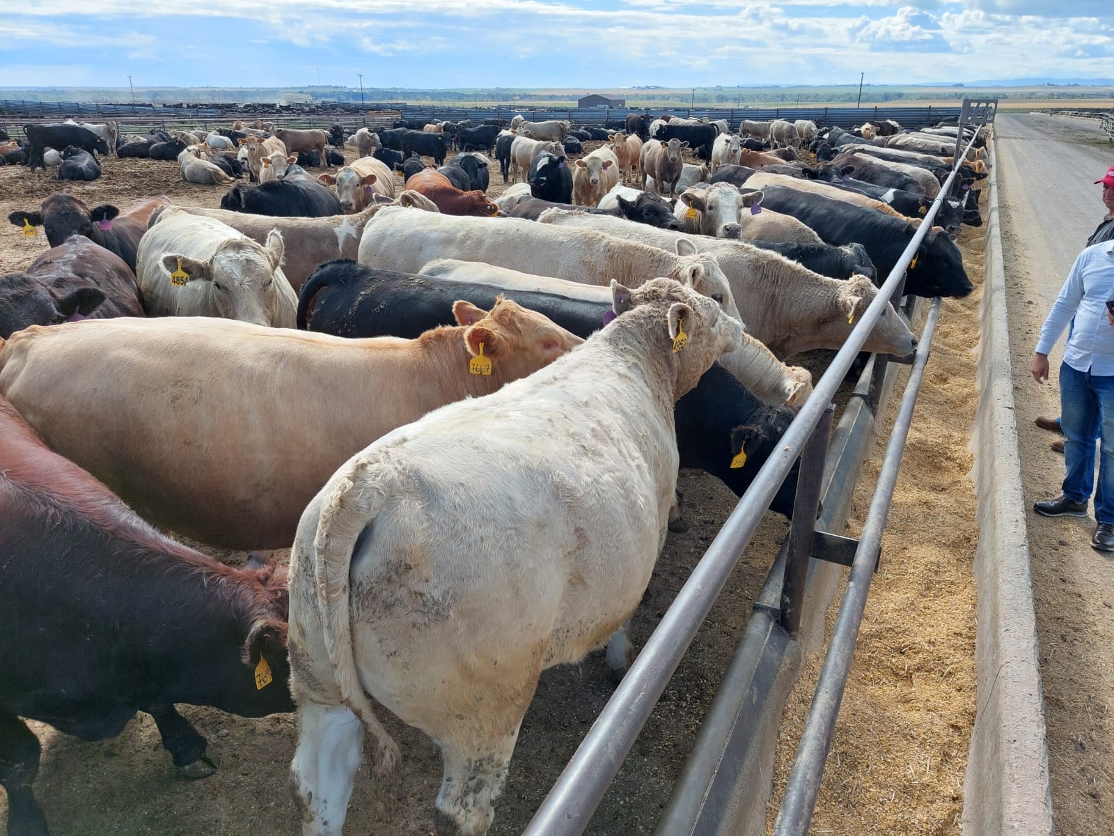 Beef on dairy: um caminho sem volta para a pecuária brasileira