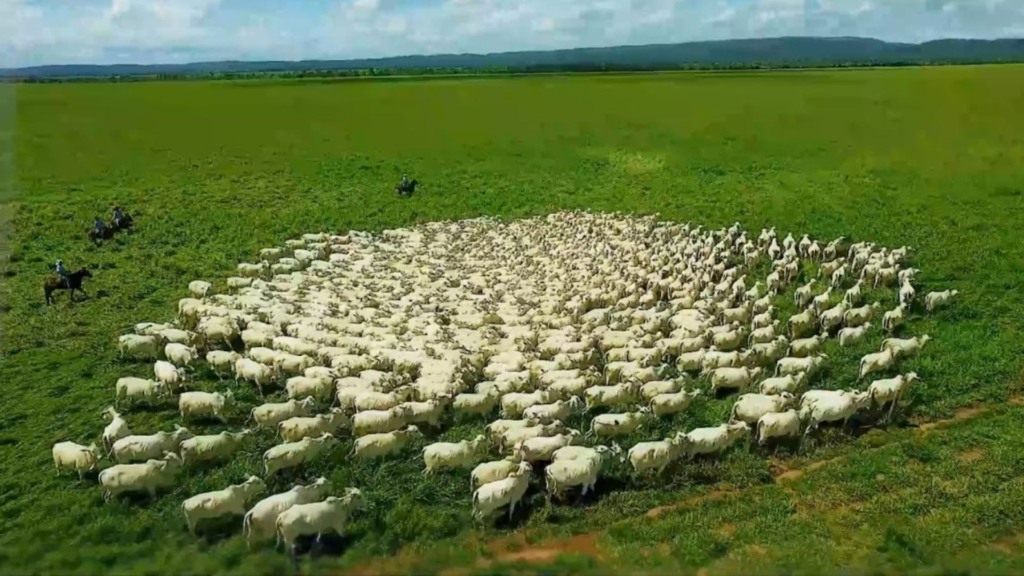 Brasil livre da febre aftosa: conquista histórica exige vigilância constante Brasil livre da febre aftosa: conquista histórica exige vigilância constante