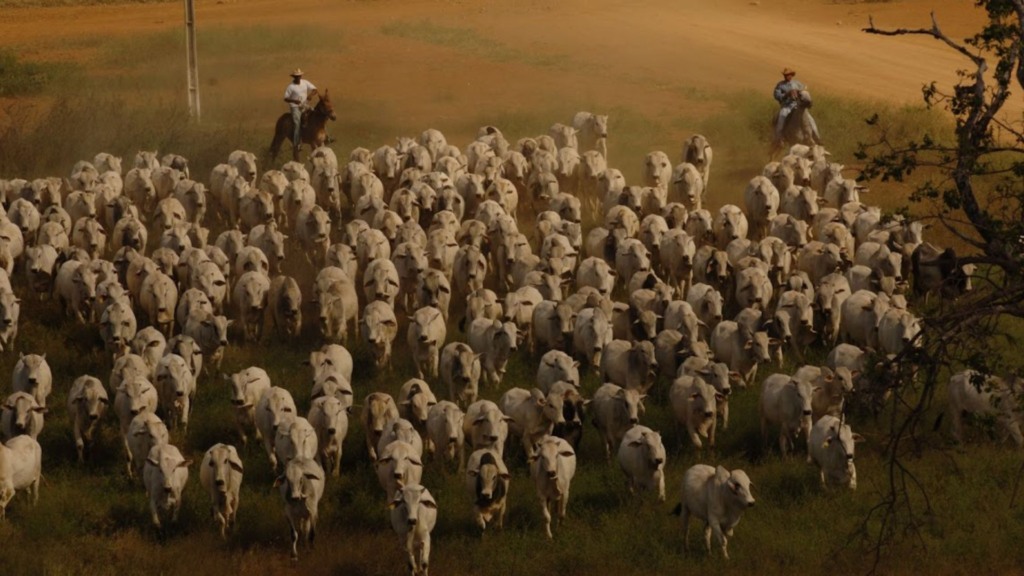 Executivos da Friboi destacam os 11 anos de prestação de serviços ao pecuarista Executivos da Friboi destacam os 11 anos de prestação de serviços ao pecuarista
