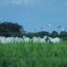 COP 30 na mira: sustentabilidade da pecuária brasileira ganha destaque na Dinapec 2025