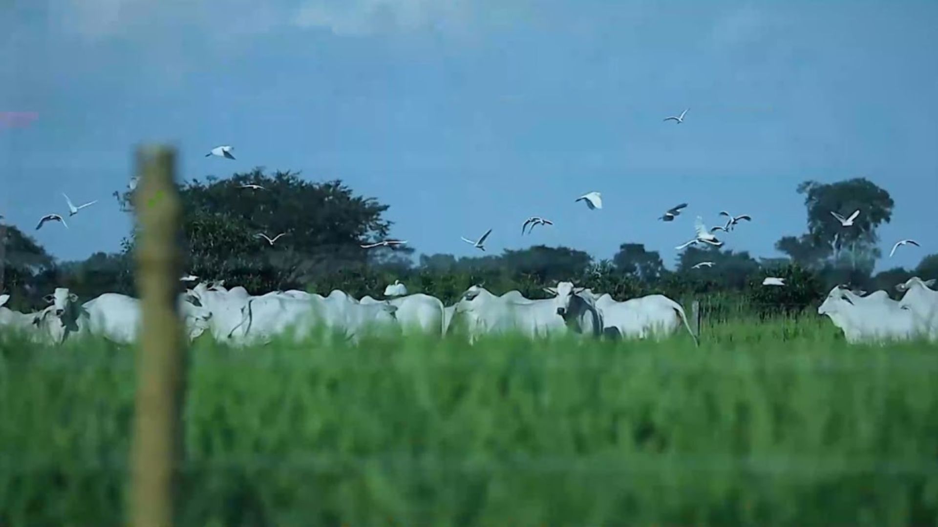 COP 30 na mira: sustentabilidade da pecuária brasileira ganha destaque na Dinapec 2025