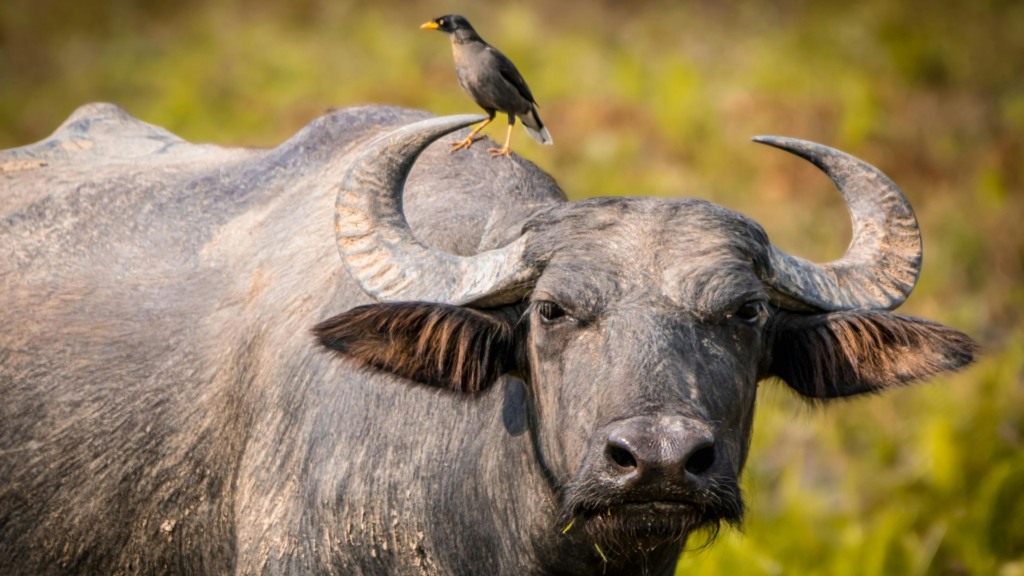 Búfalo em área de pasto. Foto: Canva