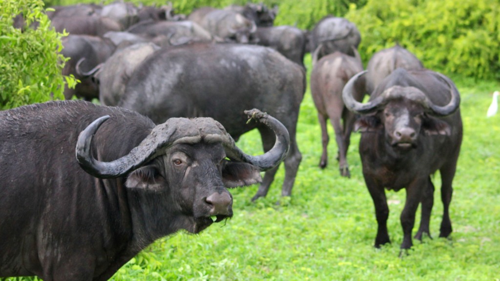 Lote de búfalos em área de pasto. Foto: Canva
