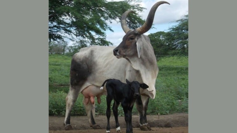 Cruza de Guzerá com Girolando garante mais leite na sua fazenda?