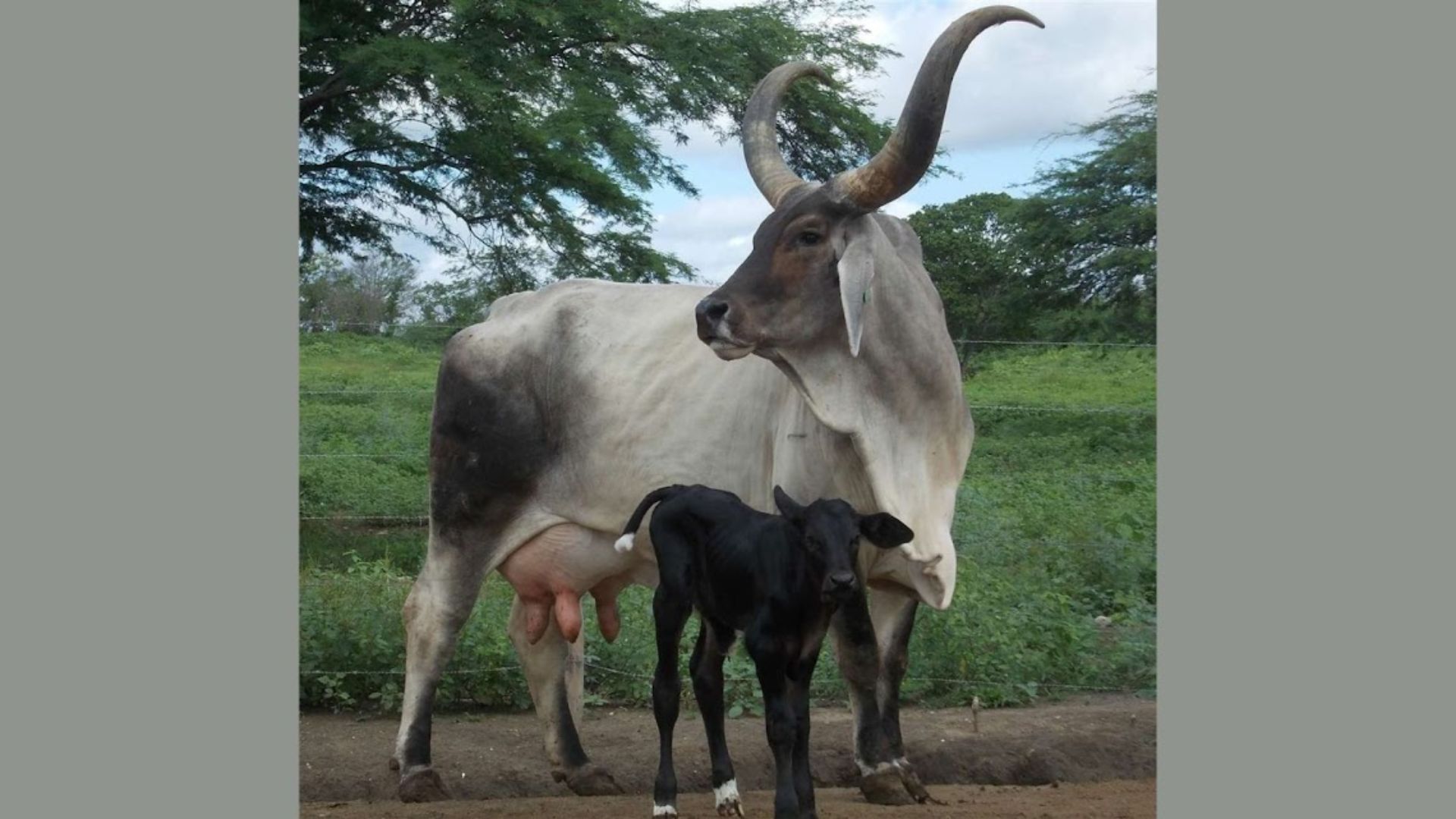 Cruza de Guzerá com Girolando garante mais leite na sua fazenda?