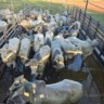 Boiada tradicional mineira chega a mais de 20@ com manejo no semiconfinamento